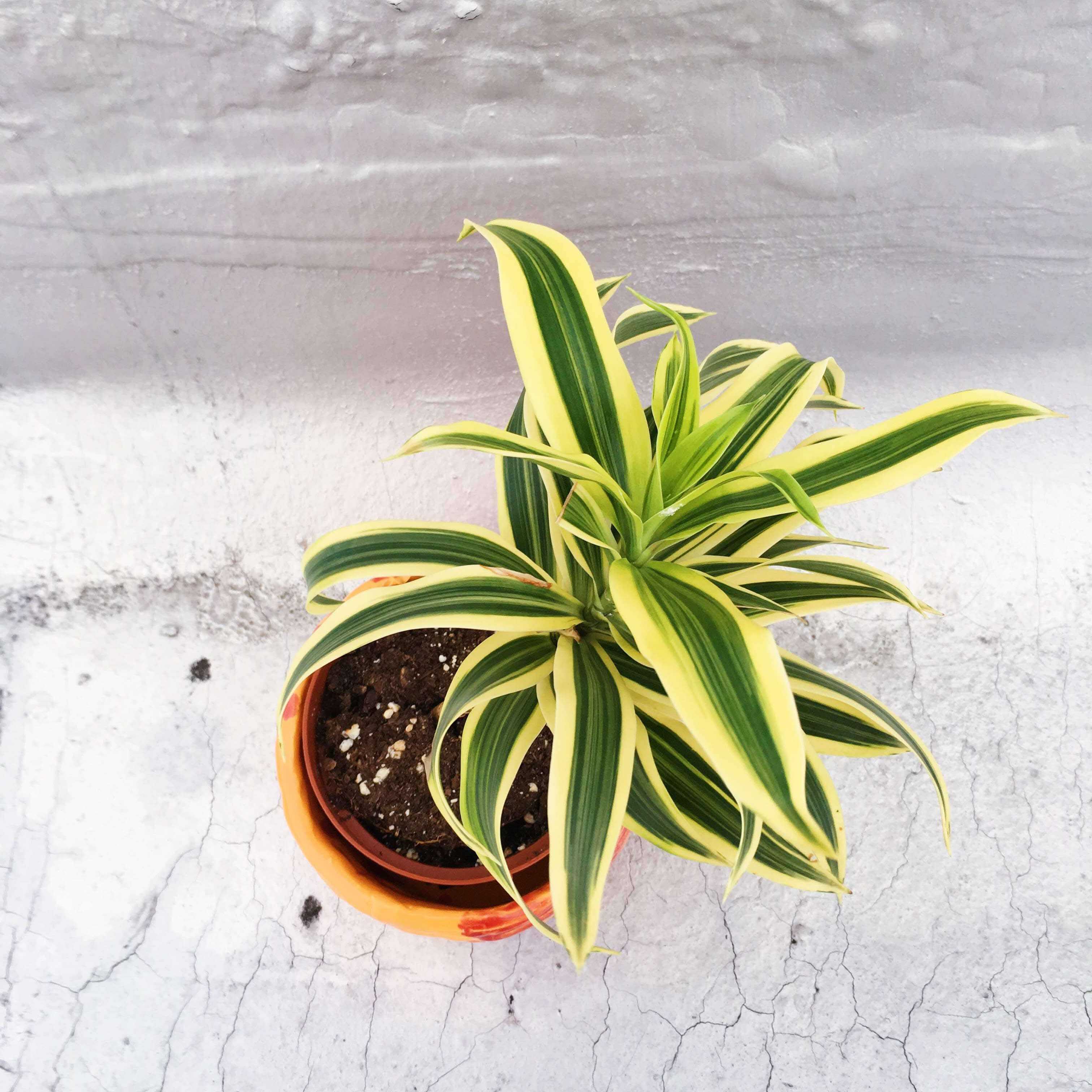 Fire ball flower pot up enithingimake