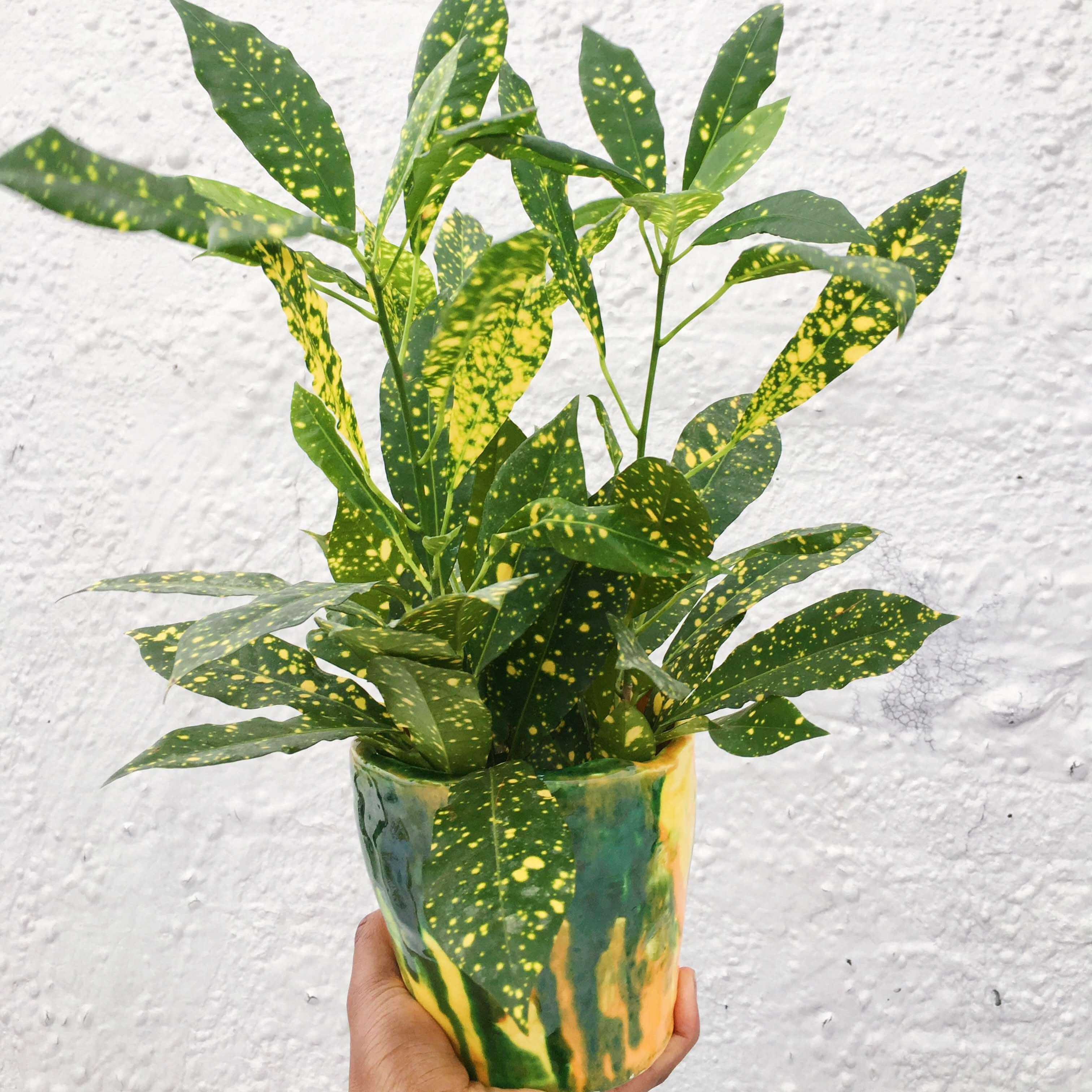 Sunshine groove flower pot enithingimake