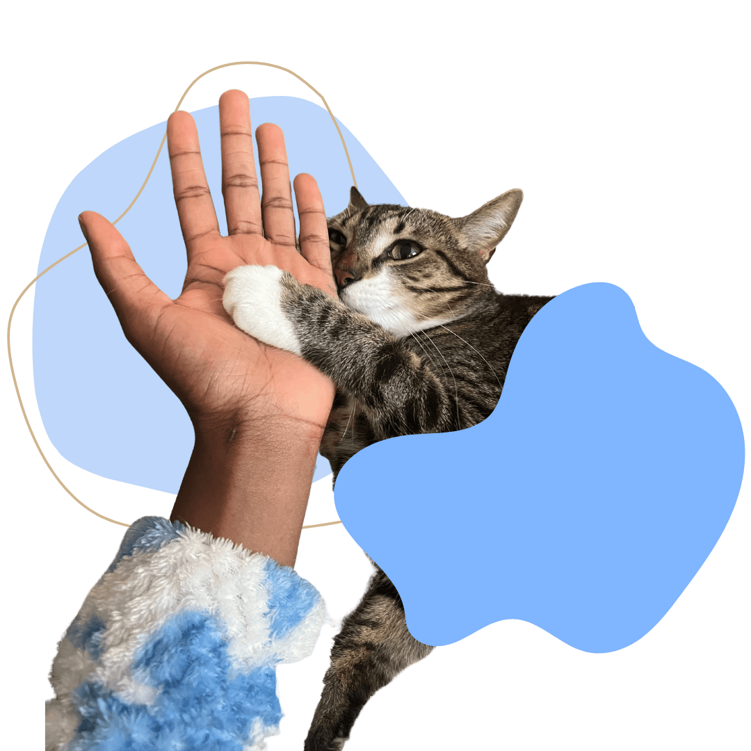 EniThingIWant Trusted Cat Sitter NYC